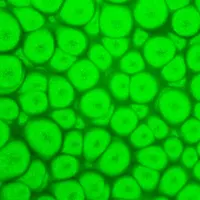 Barva Pébéo Fantasy Prisme 45ml – 63 Fluorescent green