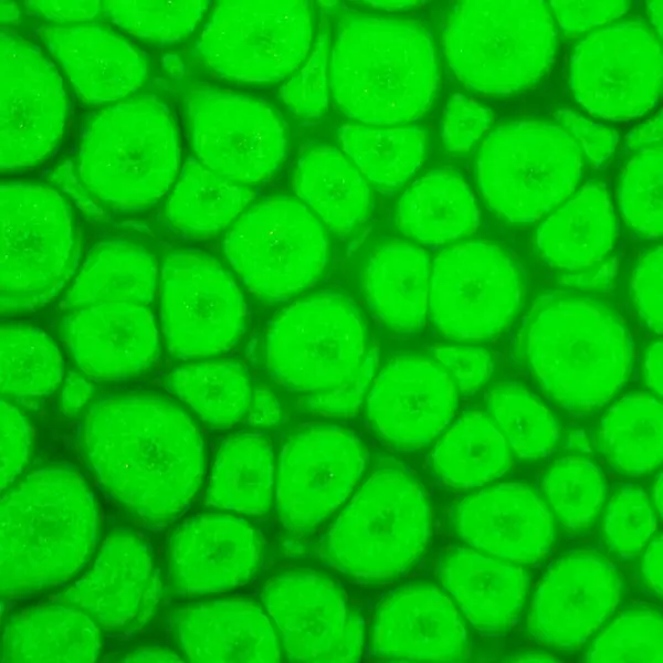 Barva Pébéo Fantasy Prisme 45ml – 63 Fluorescent green