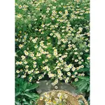 GardenSeed Premium Semienka Rumanček pravý kamilkový