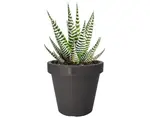 Květináč Kanten 20 cm, antracitový