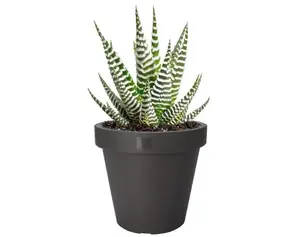 Květináč Kanten 20 cm, antracitový