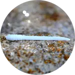 Redbass gumová nástraha micro tail white - s 48 mm