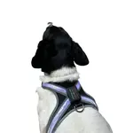 Reedog svítící kšíry pro velké psy