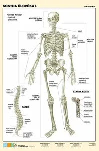 Kostra člověka I.