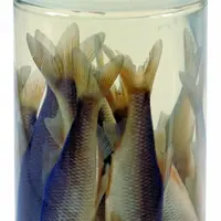 Albatros nástražní rybičky v nálevu roach plotice 8/10 cm 10 ks