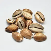 Natural Shell Oval Beads