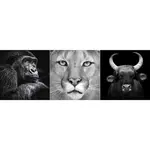 Euroart OBRAZ NA SKLE, zvířata, 30/90/1,40 cm