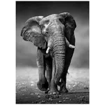 Monee TIŠTĚNÉ OBRAZY NA PLÁTNĚ, zvířata, 50/70 cm