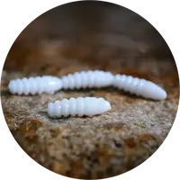 Redbass gumová nástraha trout grub white - 3x25 mm