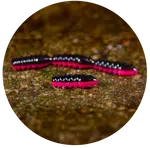 Redbass gumová nástraha trout grub black/signal pink uv color - 3x25 mm