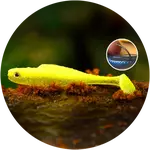 Redbass gumová nástraha ripper kicker signal yellow g uv - s 70 mm