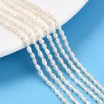 Natural Cultured Freshwater Pearl Beads Strands