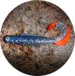 Redbass gumová nástraha twister kixter super natur rt uv - l 100 mm 6,7 g