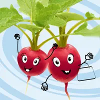 Reďkovka Faraon (Baby)