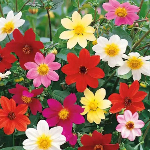 Georgína mix Mignon