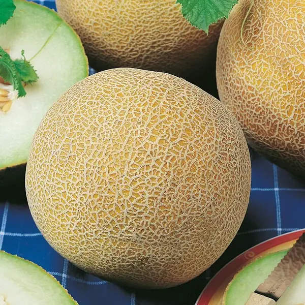 Melón cukrový Solartur