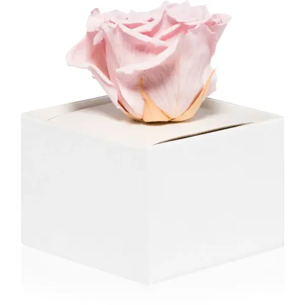RoseAmor Pink stabilizovaná ruža v krabičke 1 ks