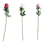 Růže o 4cm. 50cm mix 443496