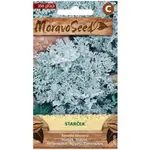 Starček prímorský, strieborný