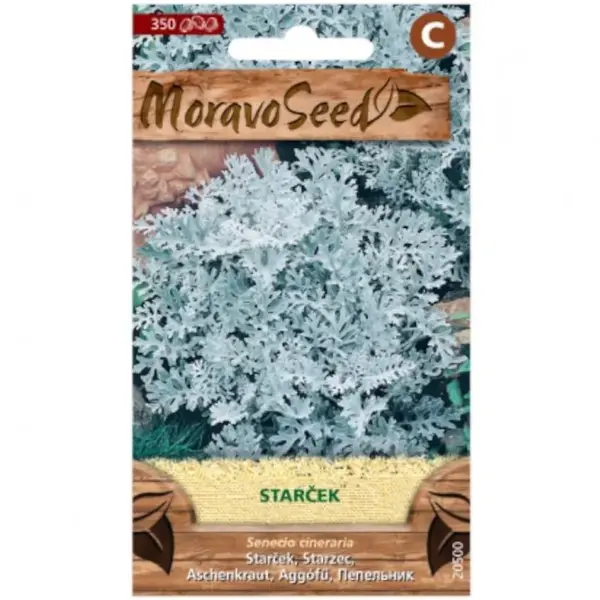 Starček prímorský, strieborný