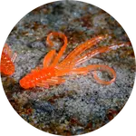 Redbass gumová nástraha nymfa orange g - x 100 mm uv