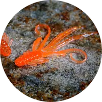 Redbass gumová nástraha nymfa orange g - x 100 mm uv