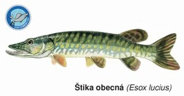 Črs magnetka šťuka obecná