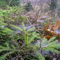 Radim Melichar – Sítě pavučin