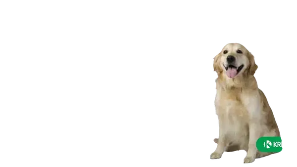 FYPRYST Psy 20-40 kg Roztok na kvapkanie na kožu pre psov 1 ks