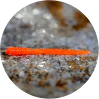 Redbass gumová nástraha micro tail signal orange uv color - s 48 mm