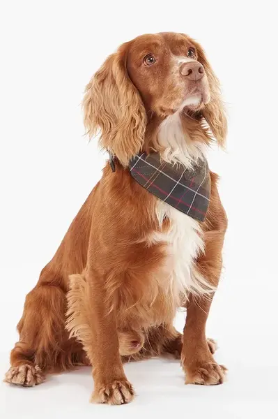 Multifunkčná šatka pre domáce zvieratá Barbour Tartan Dog