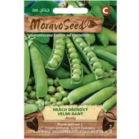 Hrach dreňový veľmi skorý Avola