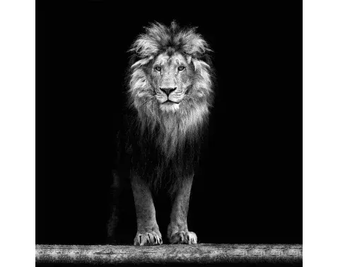 Obraz na zeď Lev, 35x35 cm