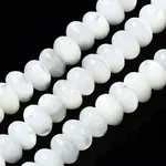Natural Trochid Shell/Trochus Shell Beads Strands