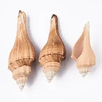 Natural Conch Shell Beads