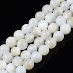 Natural Freshwater Shell Beads Strands