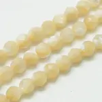 Natural Shell Beads Strands