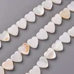 Natural Freshwater Shell Beads Strands