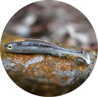 Redbass gumová nástraha ripper kicker brown/silver - xs 42 mm