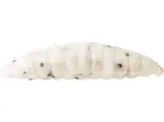 Westin gumová nástraha maggot floating white 4,8 cm 2,2 g 8 ks - banana
