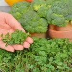 Mikrozelenina Brokolica