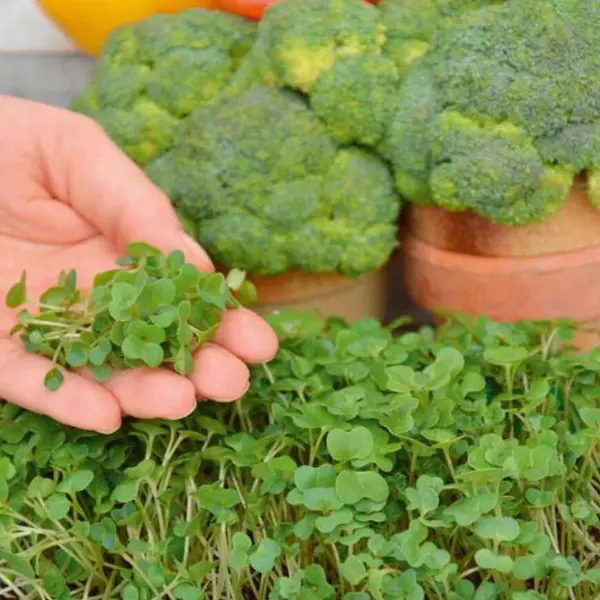 Mikrozelenina Brokolica