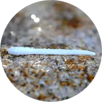 Redbass gumová nástraha micro tail white - s 48 mm