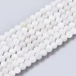 Natural Freshwater Shell Beads Strands