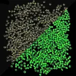 Glow in the Dark Luminous Transparent Glass Round Seed Beads