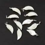 Natural Trochid Shell/Trochus Shell Pendants