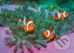 Clown Fishes - puzzle z kategorie Zvířata