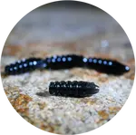 Redbass gumová nástraha trout grub black - 3x33 mm