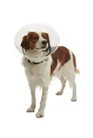 Límec ochranný Buster plastový Clic Collar 30cm