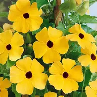 Čiernooká Zuzana ťahavá žltá